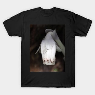 Monotropa uniflora (Indian pipe plant) flower close-up T-Shirt